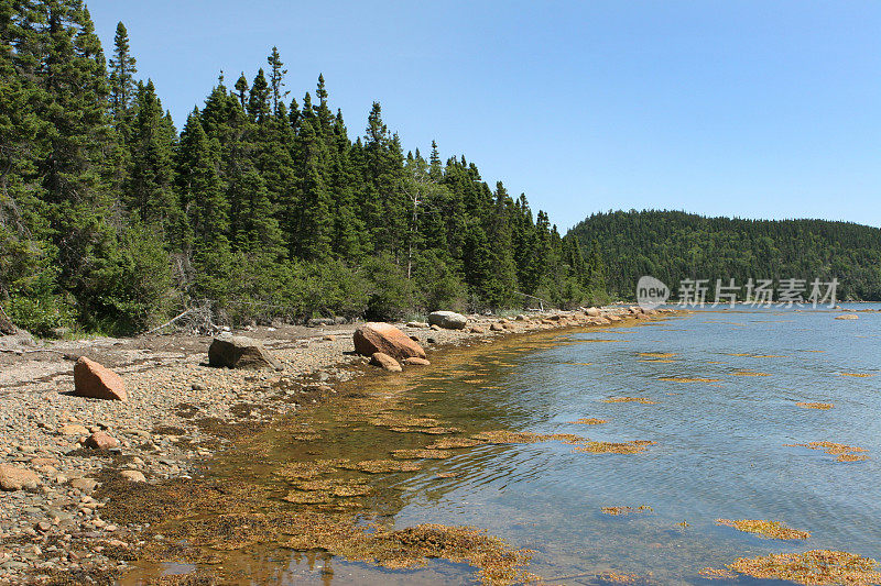Terra Nova国家公园湖泊森林加拿大纽芬兰